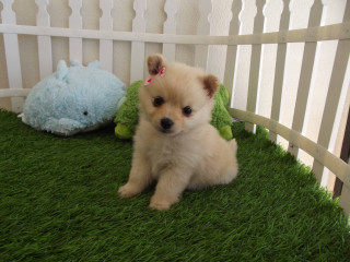 Small dog crib stuffed animal - the grass next free wallpaper
