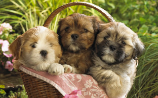 Three puppies basket grass flowers 2 - chang daichien free wallpaper