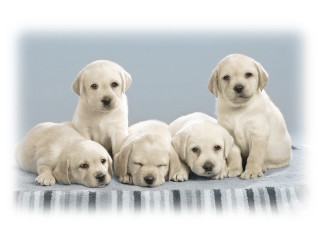 Puppies blanket photo studio lightblue - blue background free wallpaper