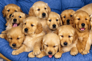 Puppies blue chair tongues out 3 - furry free wallpaper
