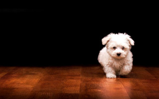 Small white dog wooden floor - edward george handel lucas free wallpaper