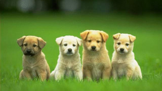 Puppies sitting in the grass - the grass together free wallpaper