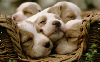 Puppies sleeping basket together cute - chang daichien free wallpaper