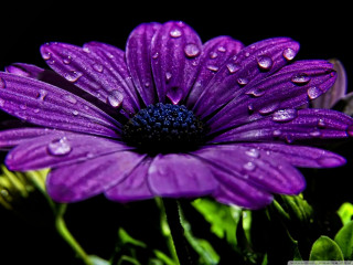 Purple flower water droplets petals 3 - a purple flower free wallpaper