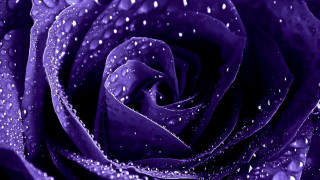 Purple rose water droplets night - a few drop of water free wallpaper