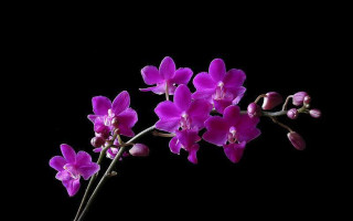 Purple flower vase black background - a purple flower free wallpaper