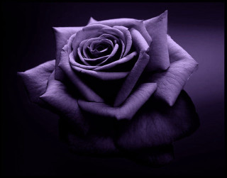 Purple rose black white reflection - a reflection of its free wallpaper