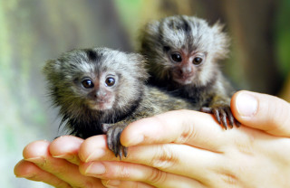 Person holding small animal background - alex petruk ape free wallpaper