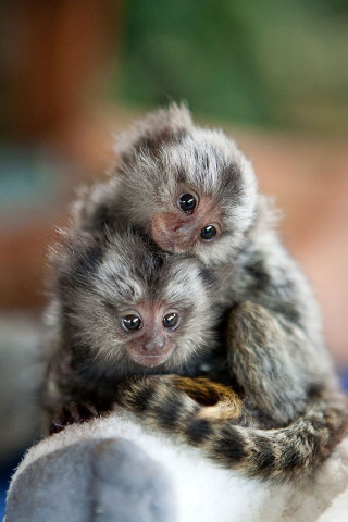 Two small monkeys white object - animal photography free wallpaper