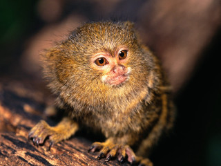 Small animal wooden table tree - clovis trouille free wallpaper