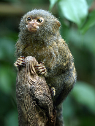 Small animal tree branch forest 3 - clovis trouille free wallpaper