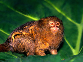 Small monkey green leaf ground - alex petruk ape free wallpaper
