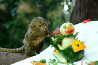 Small monkey fake snowman fake - fake free wallpaper