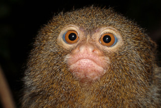 Monkey closeup blurry background sumatraism - a close up of a monkey with free wallpaper
