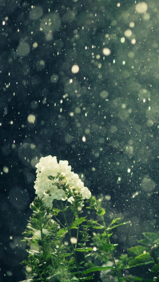 White flower snow dark background - the ground and trees free wallpaper