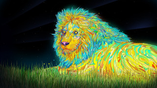 Lion sitting grass black background - a bright background free wallpaper