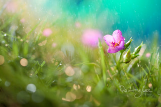Pink flower grass water droplets - a pink flower free wallpaper