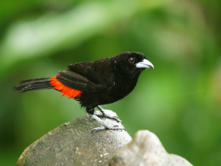 Black bird orange feathers rock - a black bird free wallpaper