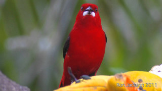 Red bird banana tree branch - an illustration free wallpaper