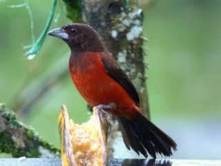 Bird fruit tree branch blurry - primitivism free wallpaper