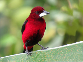 Red bird white beak green - a red bird free wallpaper