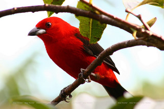 Red bird perched branch tree - a branch of a tree free wallpaper