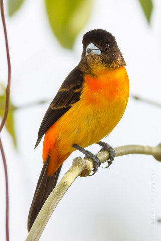 Small bird perched branch leaves 4 - free bird wallpaper