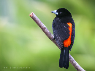 Black bird orange feathers branch 2 - a blurry background of leaves free wallpaper