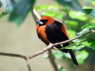 Red black bird branch leaves - a blurry background free wallpaper