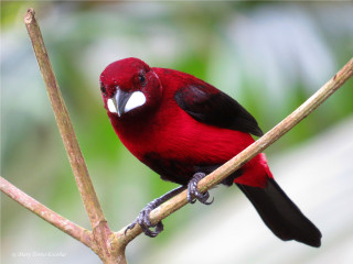 Red bird white beak branch - a red bird free wallpaper