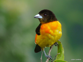 Small bird perched branch blurry 5 - upper body free wallpaper