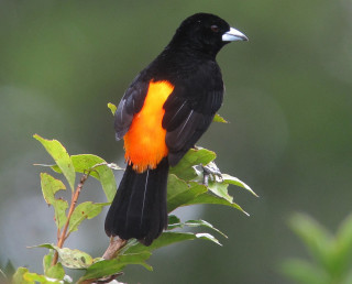 Black bird orange feathers branch - a black bird free wallpaper