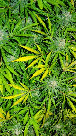 Green plants yellow leaves red - yellow leaf free wallpaper