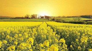 Yellow flowers sunset yellow sky - bascove free wallpaper for desktop