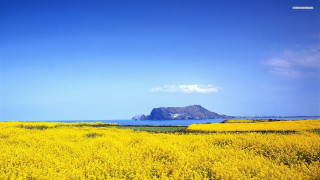 Yellow flowers mountain water rock - beautiful scenery free wallpaper for desktop