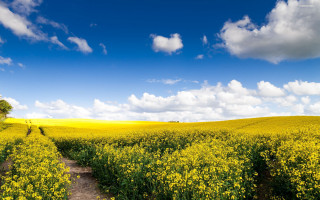 Yellow field path tree blue - a tree in the distance free wallpaper