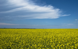 Yellow flowers blue sky lone - under a blue sky free wallpaper