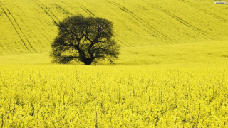 Lone tree yellow flowers car - a lone tree in a field free wallpaper