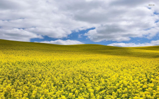 Yellow flowers cloudy sky blue 2 - cloudy free wallpaper