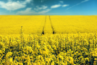 Yellow flowers blue sky field - yellow flower free wallpaper for desktop