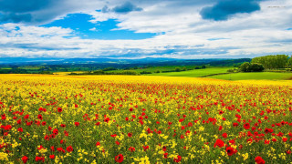 Field of flowers blue sky 6 - a field of flowers free wallpaper