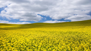 Yellow flowers cloudy sky blue - under a cloudy sky free wallpaper