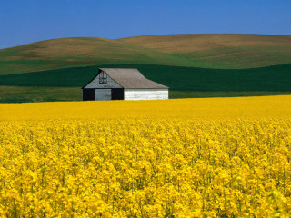 Yellow flowers barn hills blue - derek hill free wallpaper