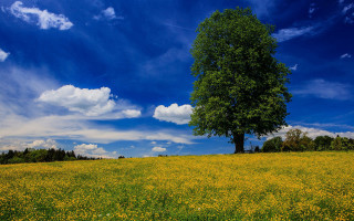 Lone tree yellow flowers blue 3 - a lone tree in a field free wallpaper
