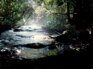 Stream forest trees rocks water - a stream free wallpaper