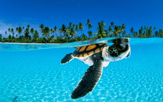 Turtle ocean palm trees clear - a turtle swimming in the ocean free wallpaper