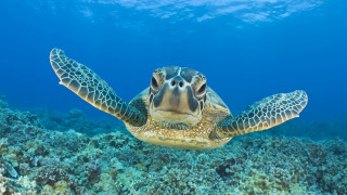 Turtle coral reef ocean ecological 2 - aquirax uno free wallpaper for desktop