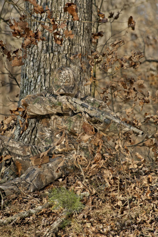 Camouflaged bird woods tree trunk - bird free wallpaper