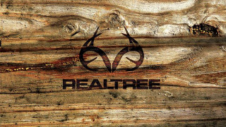 Wood logo closeup tree trunk - a logo free wallpaper