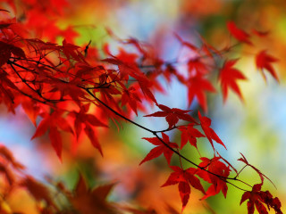 Red leaves autumn branch colorful - a blurry background of leaves free wallpaper